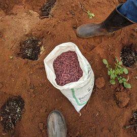 providing-seed-to-women-farmers